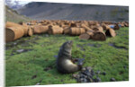 Fur Seal Resting near Rusted Barrels by Anonymous