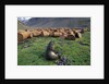 Fur Seal Resting near Rusted Barrels by Anonymous