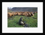 Fur Seal Resting near Rusted Barrels by Anonymous