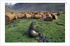 Fur Seal Resting near Rusted Barrels by Anonymous