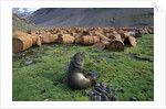 Fur Seal Resting near Rusted Barrels by Anonymous