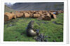 Fur Seal Resting near Rusted Barrels by Anonymous