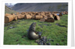 Fur Seal Resting near Rusted Barrels by Anonymous