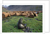 Fur Seal Resting near Rusted Barrels by Anonymous