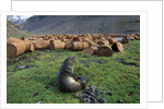 Fur Seal Resting near Rusted Barrels by Anonymous