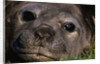 Elephant Seal Lying in Grass by Anonymous