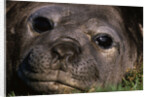 Elephant Seal Lying in Grass by Anonymous