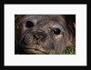 Elephant Seal Lying in Grass by Anonymous