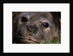 Elephant Seal Lying in Grass by Anonymous