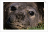 Elephant Seal Lying in Grass by Anonymous