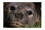 Elephant Seal Lying in Grass by Anonymous