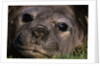 Elephant Seal Lying in Grass by Anonymous