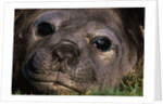Elephant Seal Lying in Grass by Anonymous