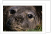 Elephant Seal Lying in Grass by Anonymous