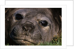 Elephant Seal Lying in Grass by Anonymous