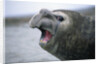 Southern Elephant Seal Barking by Anonymous