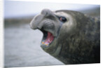 Southern Elephant Seal Barking by Anonymous