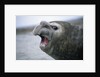 Southern Elephant Seal Barking by Anonymous