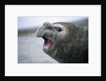 Southern Elephant Seal Barking by Anonymous