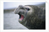Southern Elephant Seal Barking by Anonymous