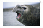 Southern Elephant Seal Barking by Anonymous