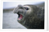 Southern Elephant Seal Barking by Anonymous