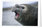Southern Elephant Seal Barking by Anonymous