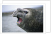 Southern Elephant Seal Barking by Anonymous