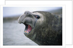 Southern Elephant Seal Barking by Anonymous