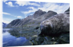 Weddell Seal Resting on Rocks by Anonymous