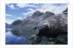 Weddell Seal Resting on Rocks by Anonymous
