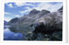 Weddell Seal Resting on Rocks by Anonymous