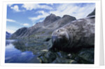 Weddell Seal Resting on Rocks by Anonymous