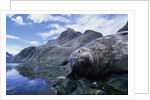 Weddell Seal Resting on Rocks by Anonymous