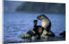 Antarctic Fur Seal Resting on Rock by Anonymous