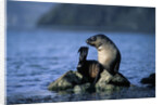 Antarctic Fur Seal Resting on Rock by Anonymous