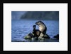 Antarctic Fur Seal Resting on Rock by Anonymous