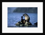 Antarctic Fur Seal Resting on Rock by Anonymous