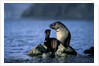 Antarctic Fur Seal Resting on Rock by Anonymous