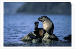Antarctic Fur Seal Resting on Rock by Anonymous