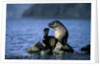 Antarctic Fur Seal Resting on Rock by Anonymous