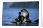 Antarctic Fur Seal Resting on Rock by Anonymous