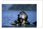 Antarctic Fur Seal Resting on Rock by Anonymous