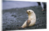 Antarctic Fur Seal Pup by Anonymous