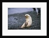 Antarctic Fur Seal Pup by Anonymous