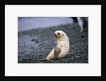 Antarctic Fur Seal Pup by Anonymous