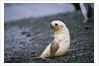 Antarctic Fur Seal Pup by Anonymous