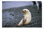 Antarctic Fur Seal Pup by Anonymous