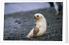 Antarctic Fur Seal Pup by Anonymous