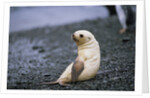 Antarctic Fur Seal Pup by Anonymous